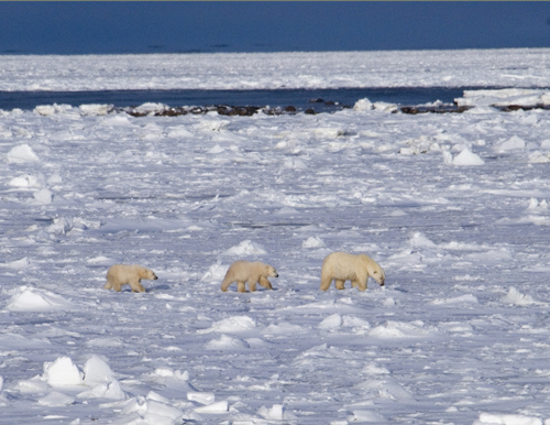 2008 Polar bear