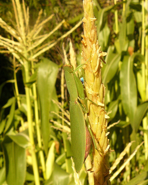 Camouflage in the Corn