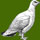 ptarmigan