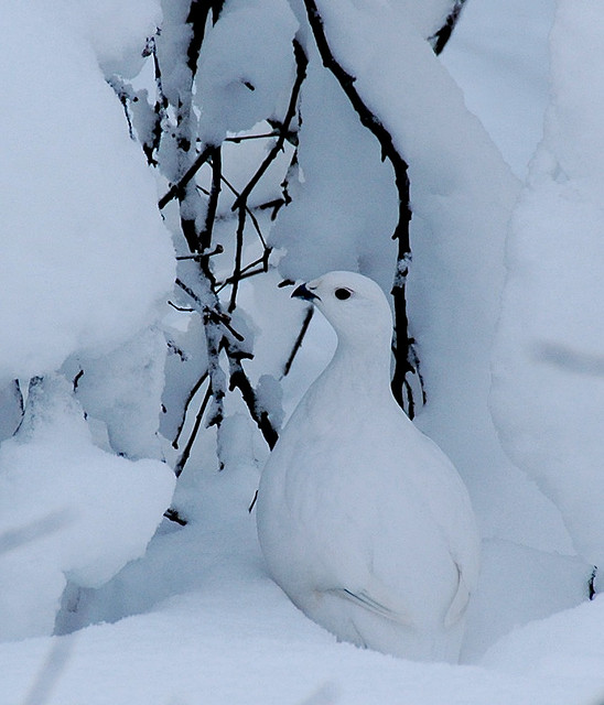 Willow ptarmigan (Lagopus lagopus)