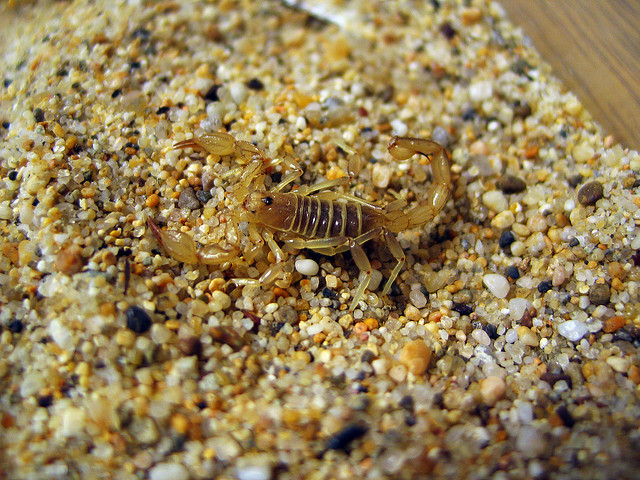 scorpion