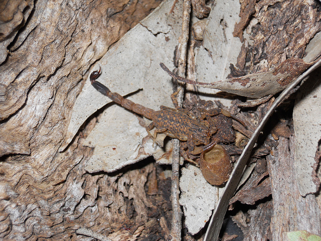 Little Marbled Scorpion