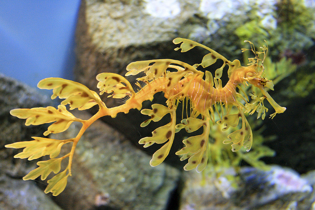 sea dragon