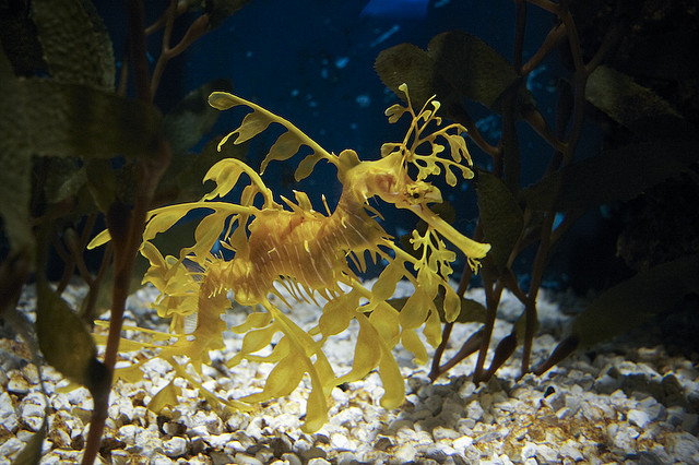 seadragon