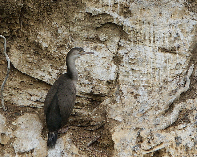 Spotted Shag
