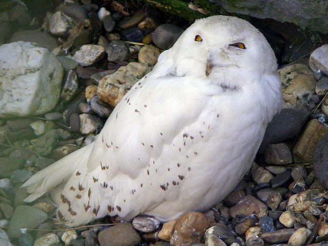 Snowy owl