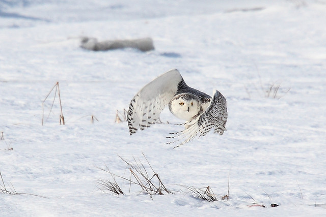 Snowy Owl in flight