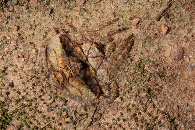 The strangest spider ever 4