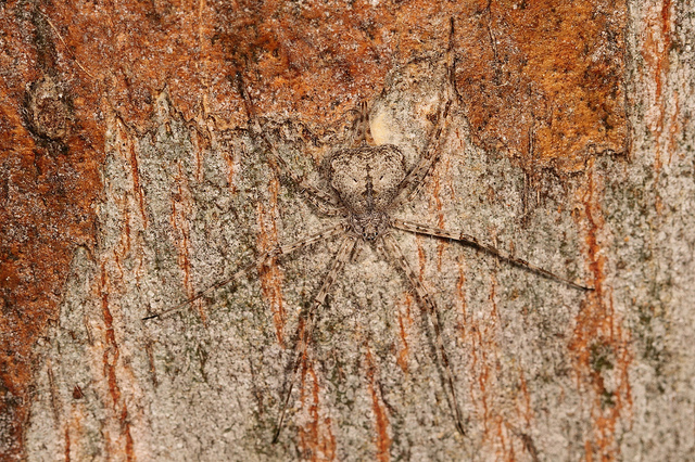 Ant-mimicking jumping spider, male (Myrmarachne sp)
