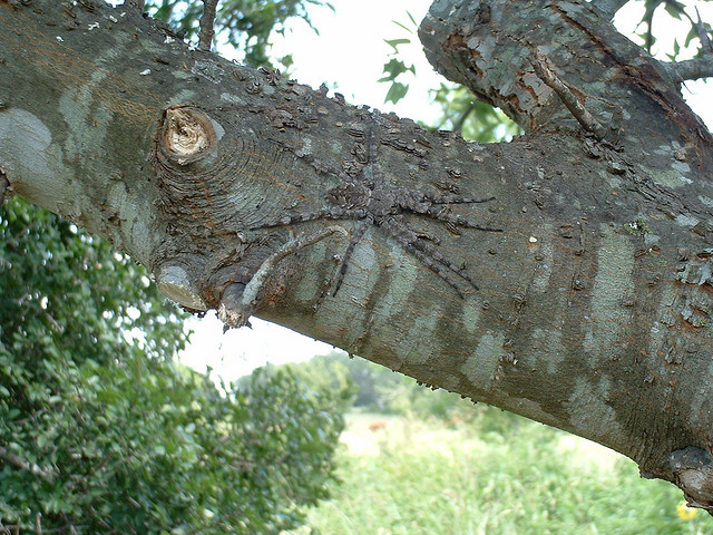 Camouflage