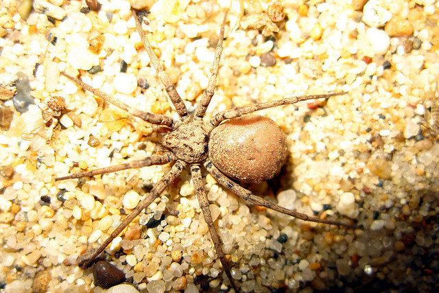 camouflage queen