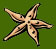 starfish