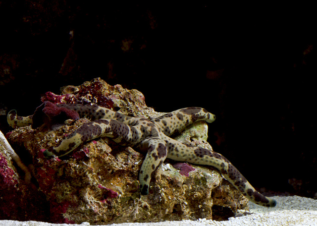 Starfish (camouflage)