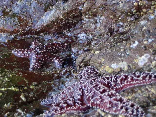 Starfish