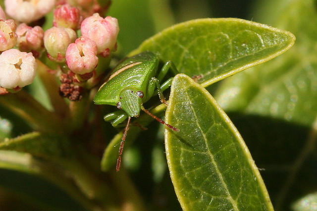 Camouflaged Stink bug