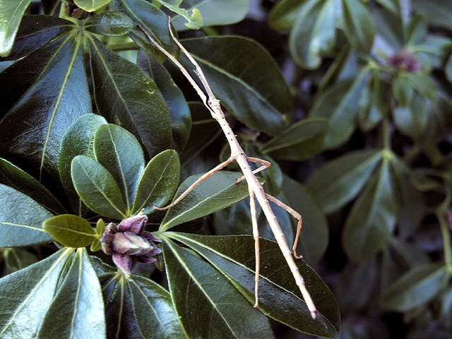 Camouflage