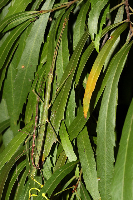 Camouflaged... can you see them?
